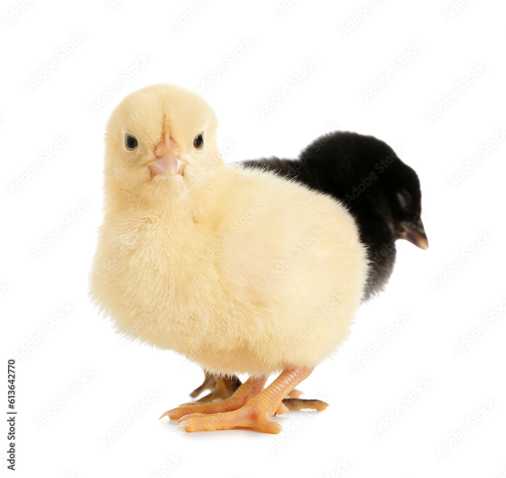 Cute little chicks on white background