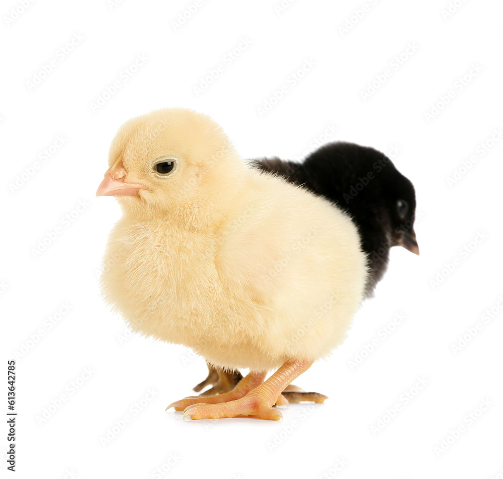 Cute little chicks on white background