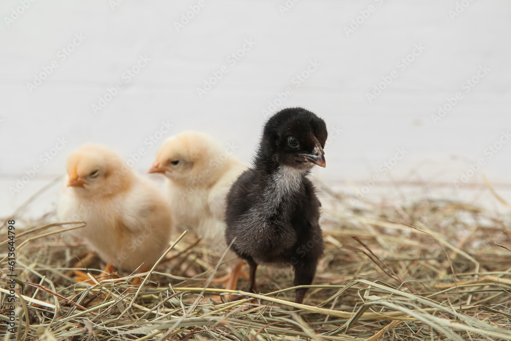 Nest with cute little chicks on white background