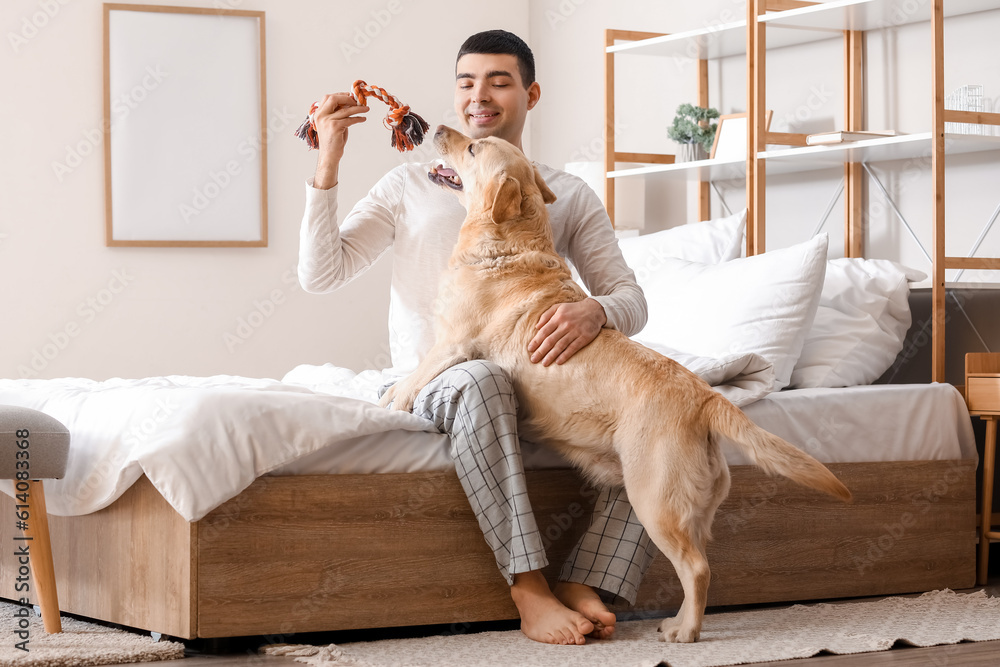 Young man playing with cute Labrador dog and toy in bedroom