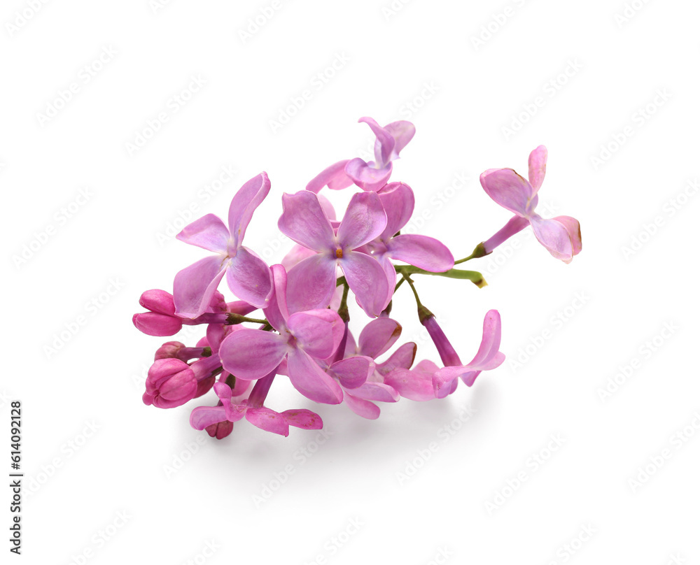 Lilac blooming twig on white background