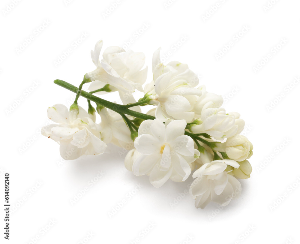 Lilac blooming twig on white background