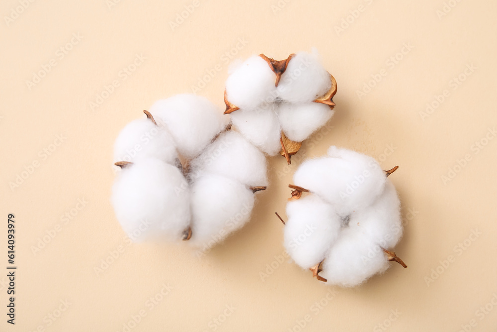 Cotton flowers on beige background