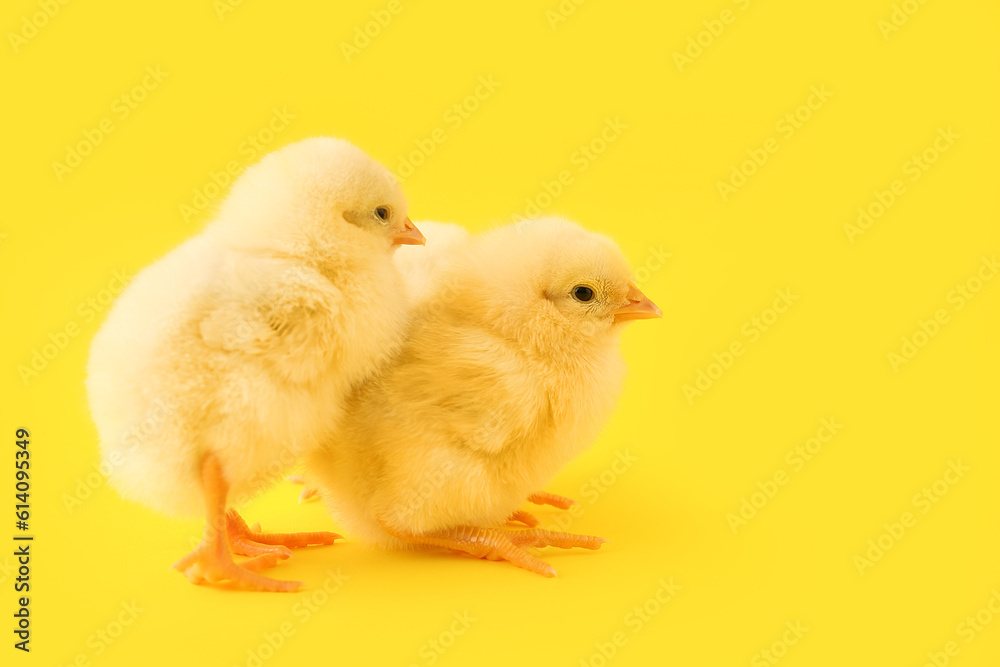 Cute little chicks on yellow background