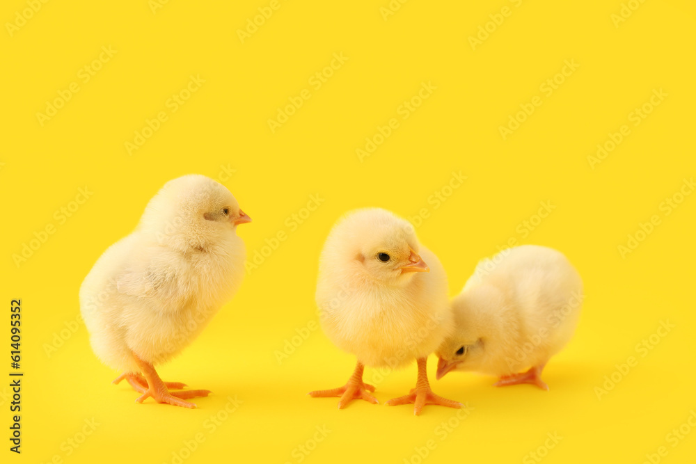 Cute little chicks on yellow background