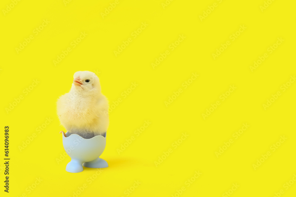 Egg holder with cute little chick on yellow background