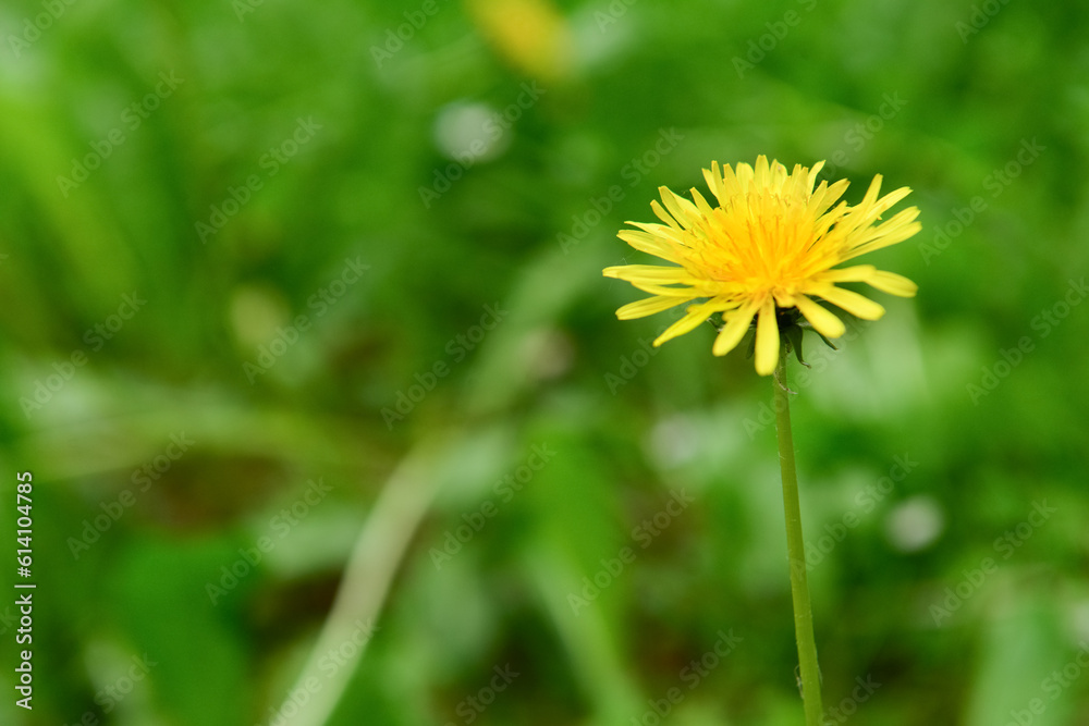 Yellow dandelion flower on blurred grass, closeup