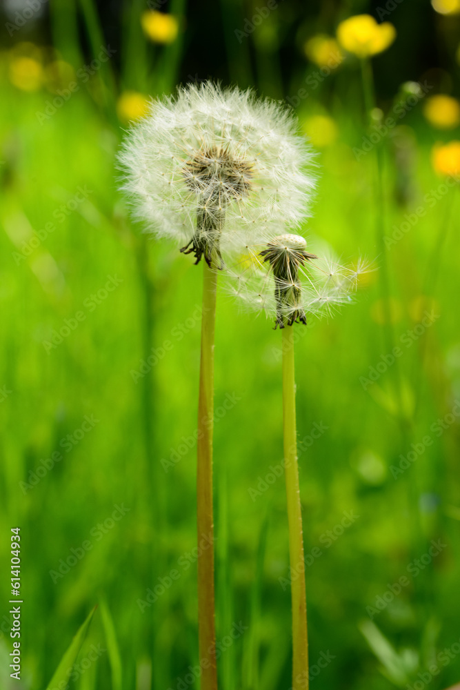 Dandelions on blurred green background, closeup