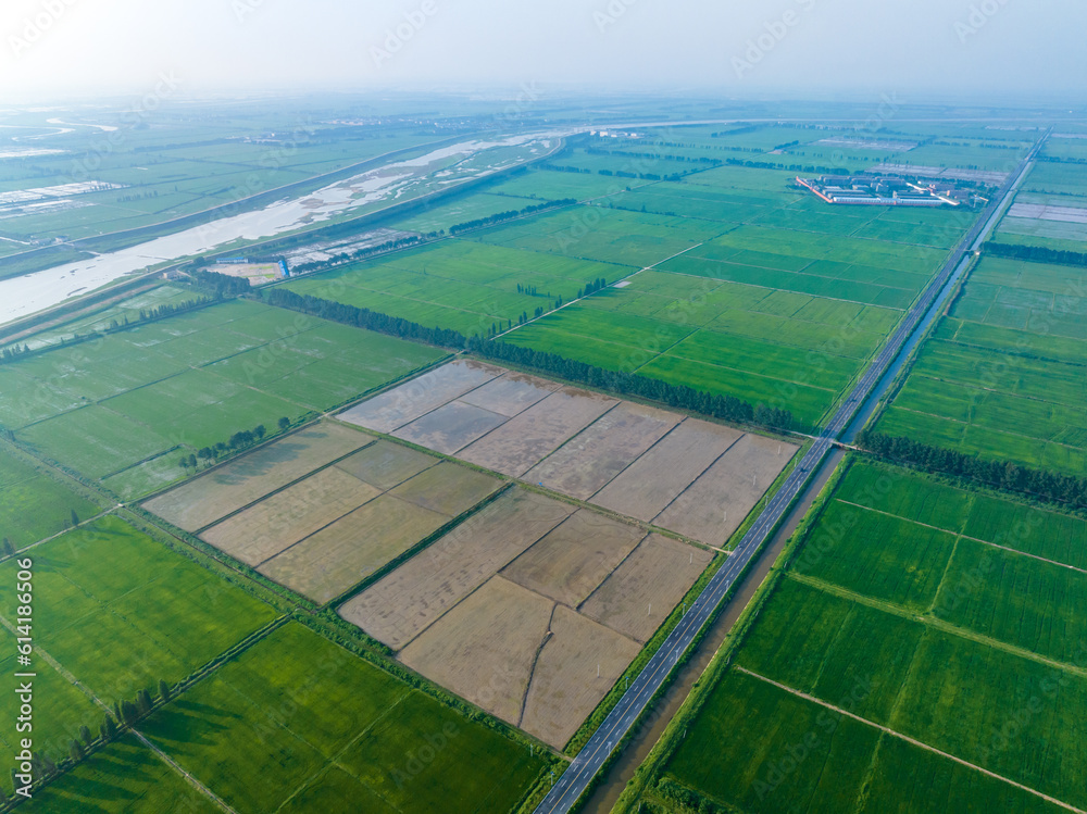 Overlook of green rice fields, spacious road