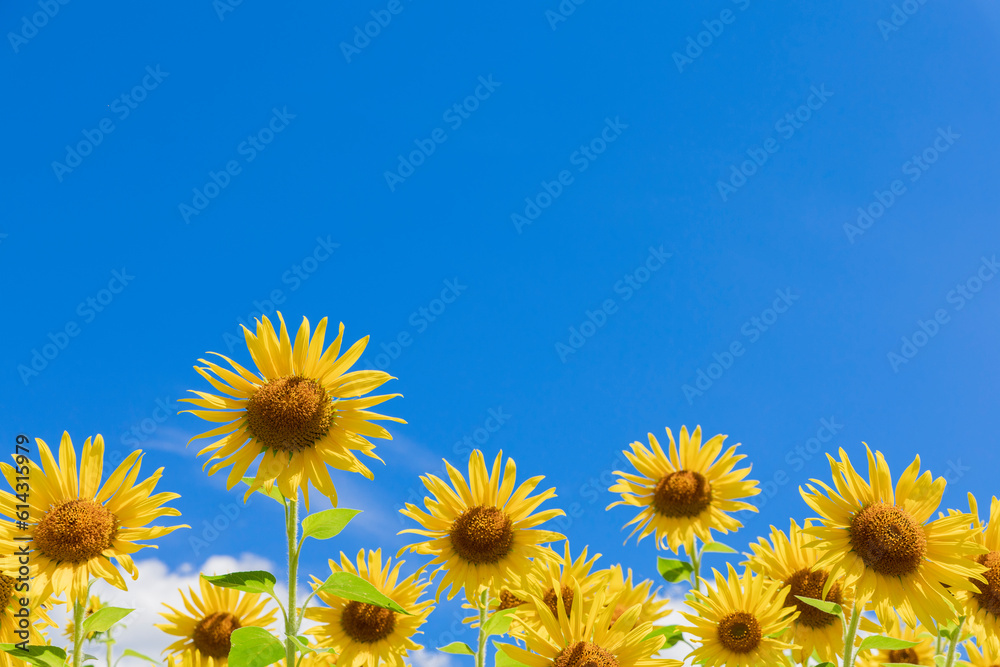 Sunflower is blooming under the clear blue sky.