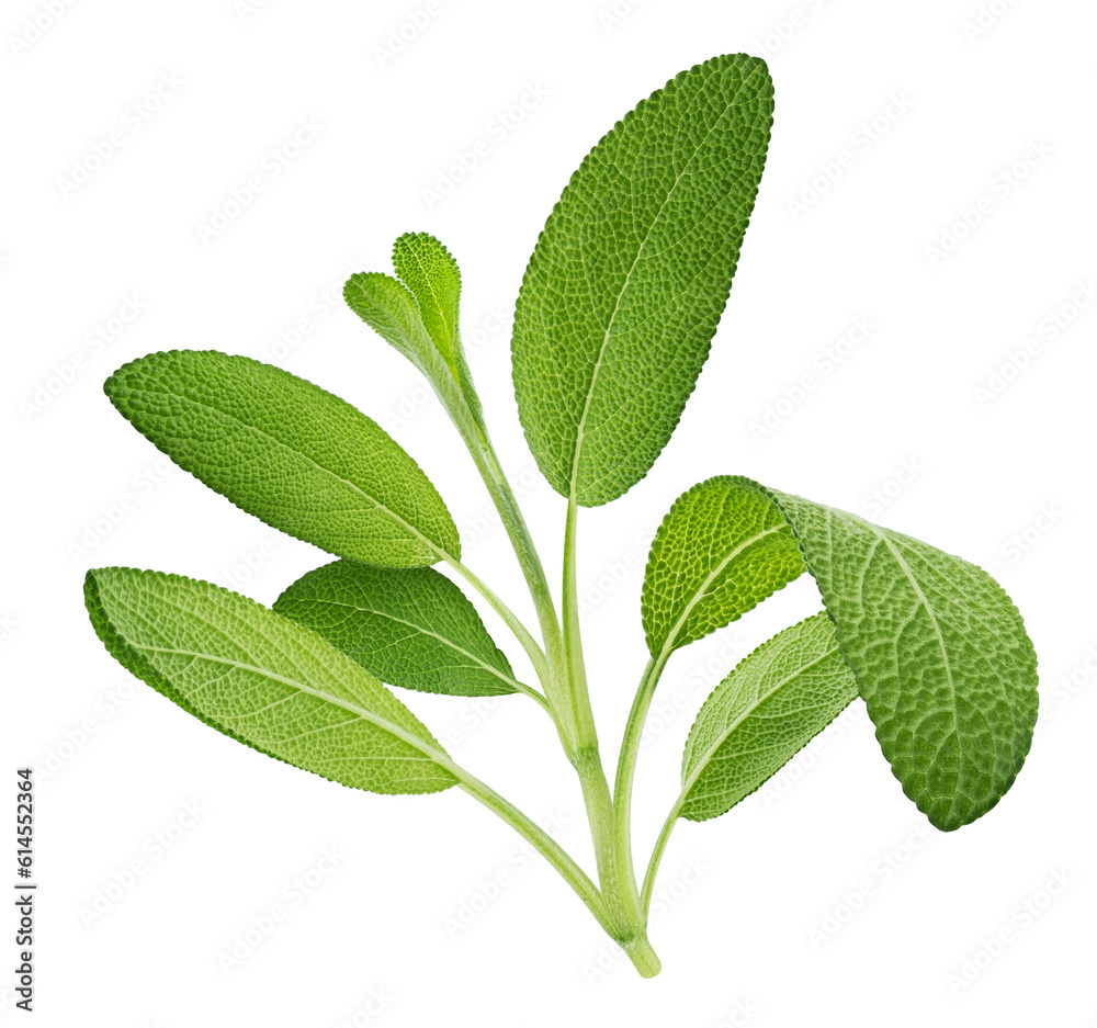 Fresh sage twig isolated on white background, full depth of field