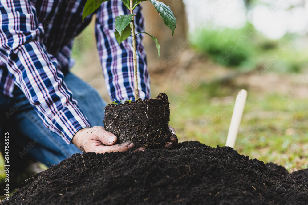 Farmers plant seedlings into fertile soil.