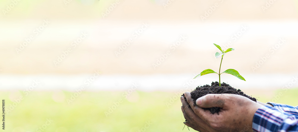 Farmers hand holding seedlings ready to plant.