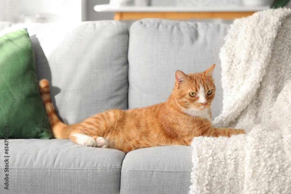 Funny cat lying on grey sofa at home