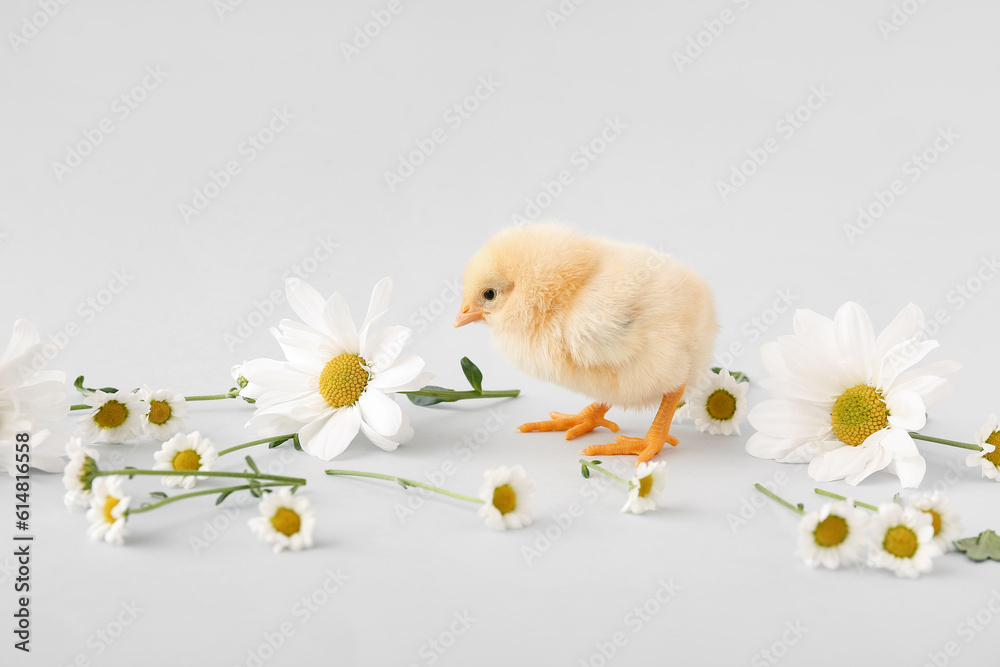 Cute little chick with chamomile flowers on grey background