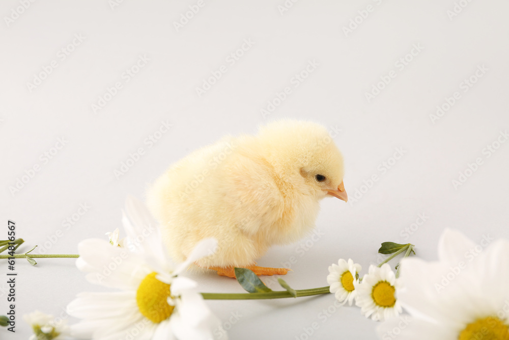 Cute little chick with chamomile flowers on grey background