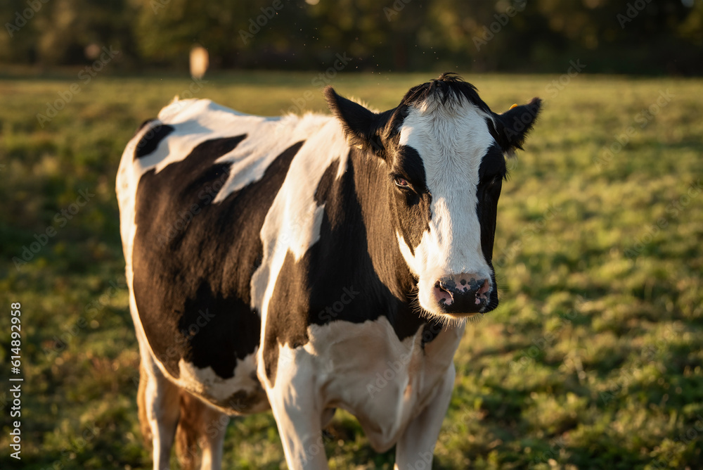 Black and white cow in the pasture