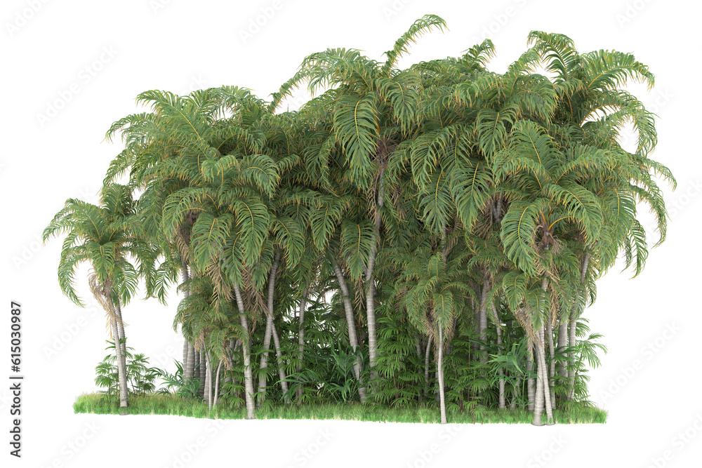 Tropical forest isolated on transparent background. 3d rendering - illustration