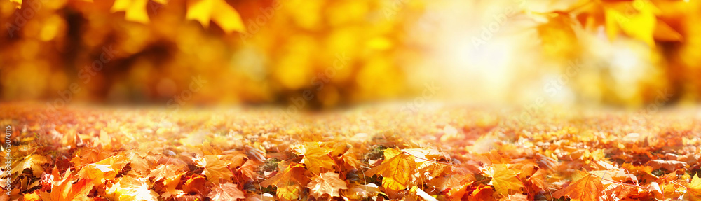 Colorful universal natural panoramic autumn background for design with orange leaves and blurred bac