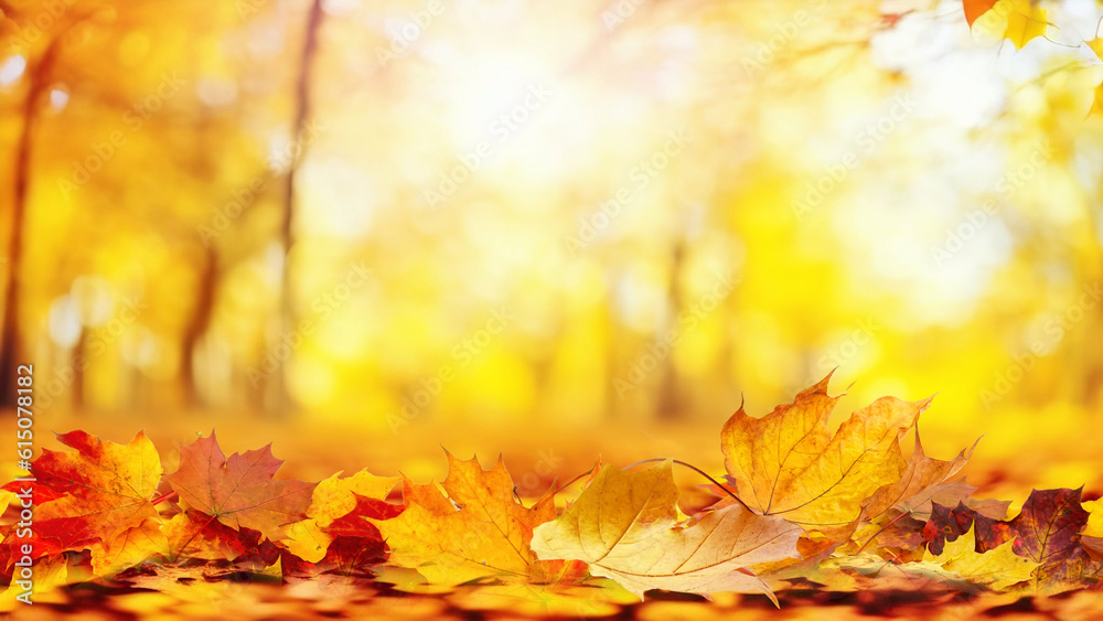 Colorful universal natural autumn background for design with orange leaves in autumn park and blurre