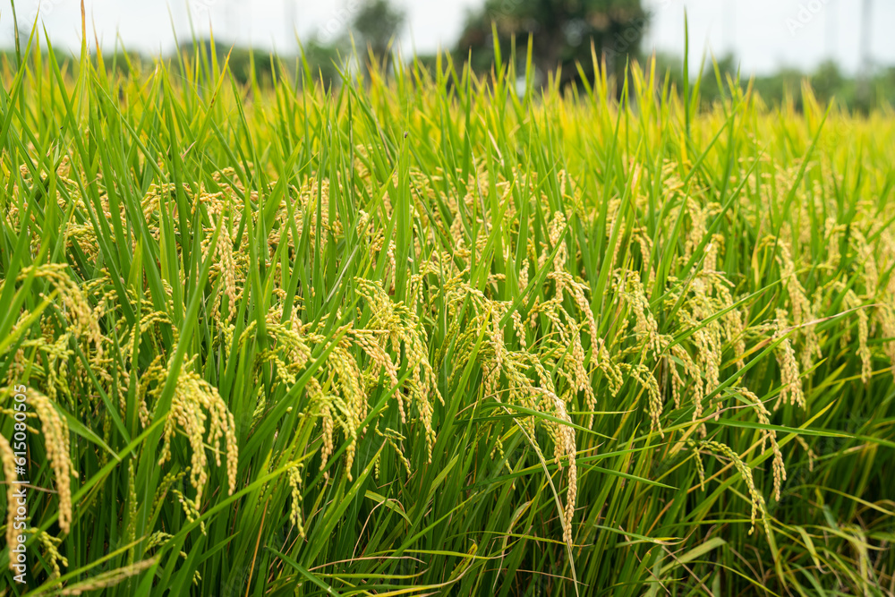 Golden paddy field swaying over sunset day time. Raw rice crop stalk with ears, organic agriculture 