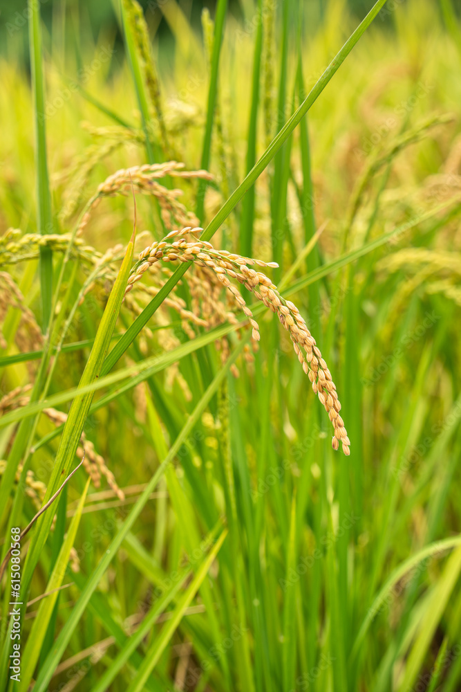 Golden paddy field swaying over sunset day time. Raw rice crop stalk with ears, organic agriculture 