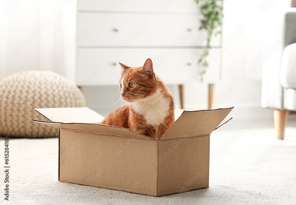 Funny cat in cardboard box at home