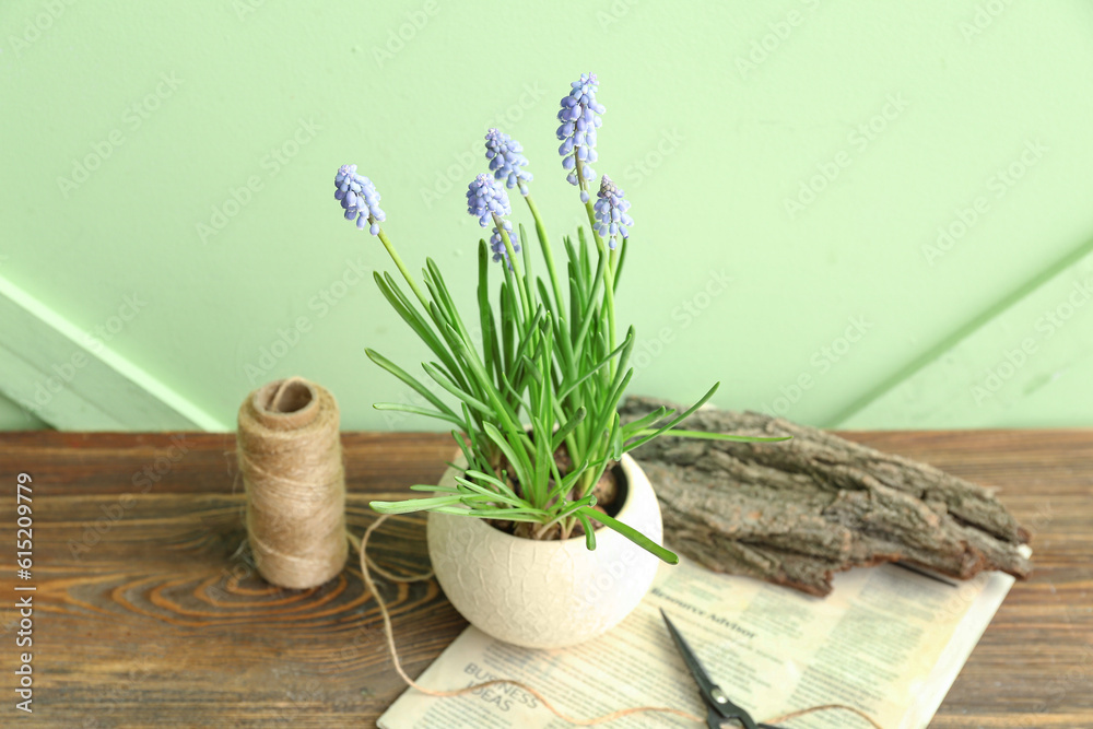 Vase with beautiful Muscari flowers on wooden table near green wall