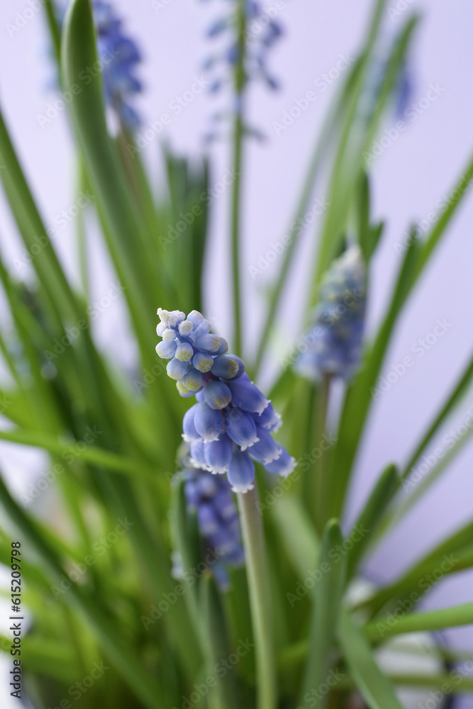 Beautiful Muscari flowers as background