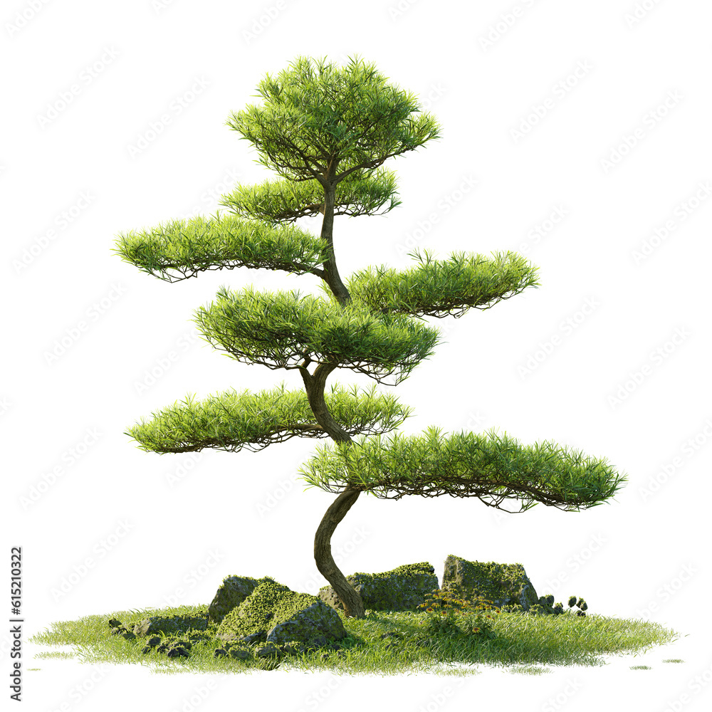 Pine tree isolated on white