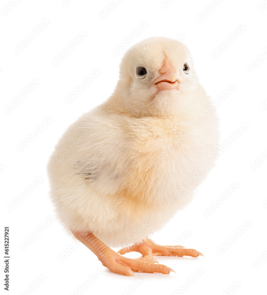 Cute little chick on white background