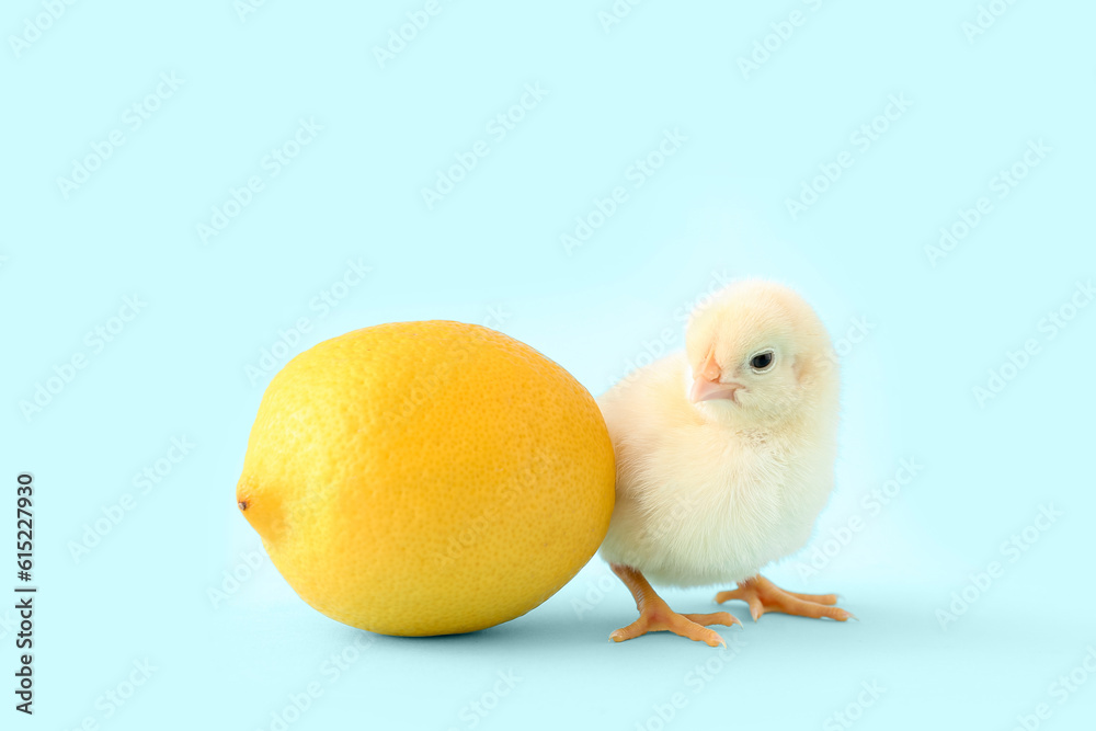 Cute little chick with lemon on blue background