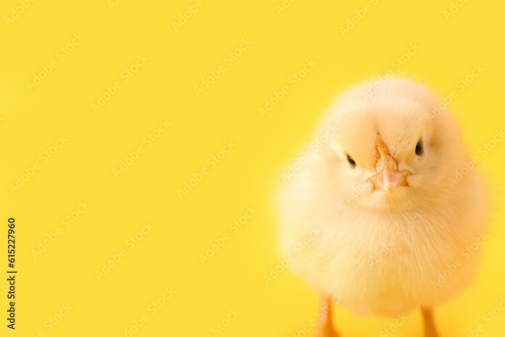 Cute little chick on yellow background