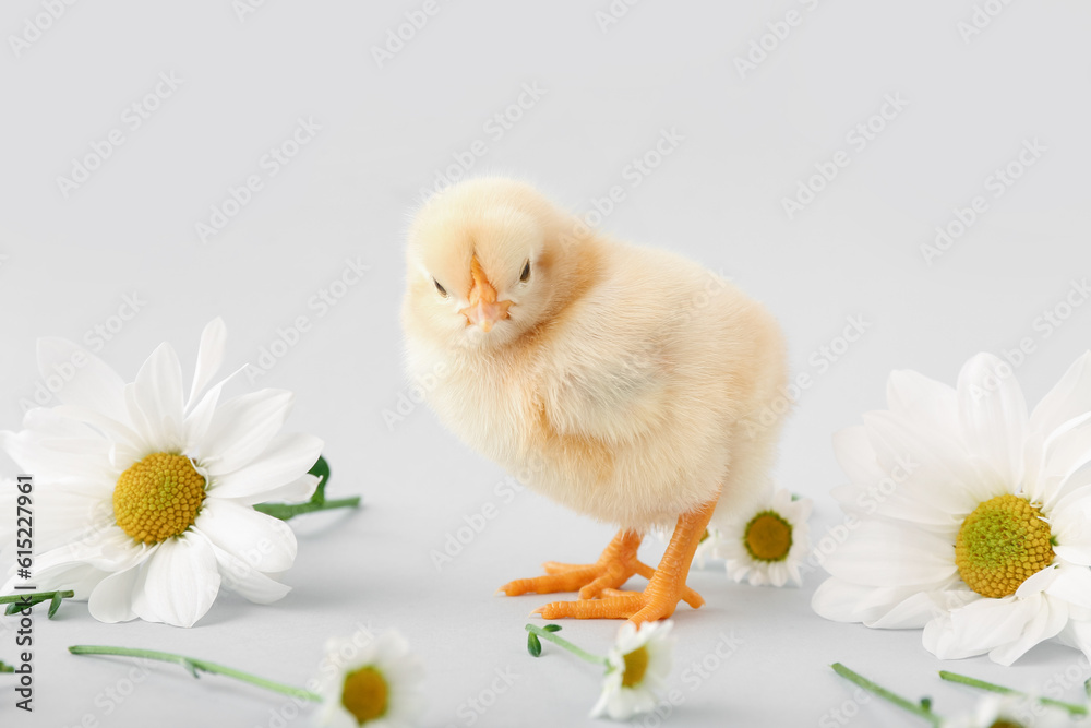 Cute little chick with chamomile flowers on grey background