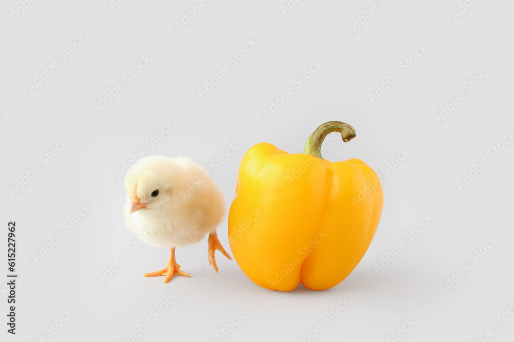 Cute little chick and pepper on grey background