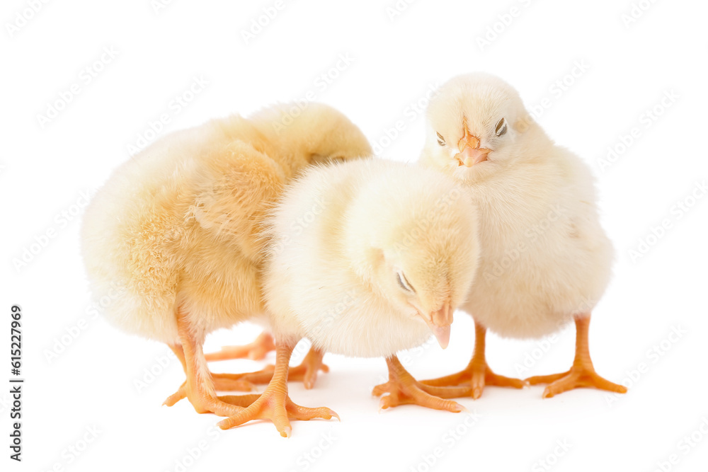 Cute little chicks on white background