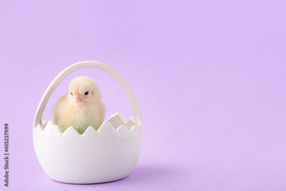 Basket with cute little chick on lilac background