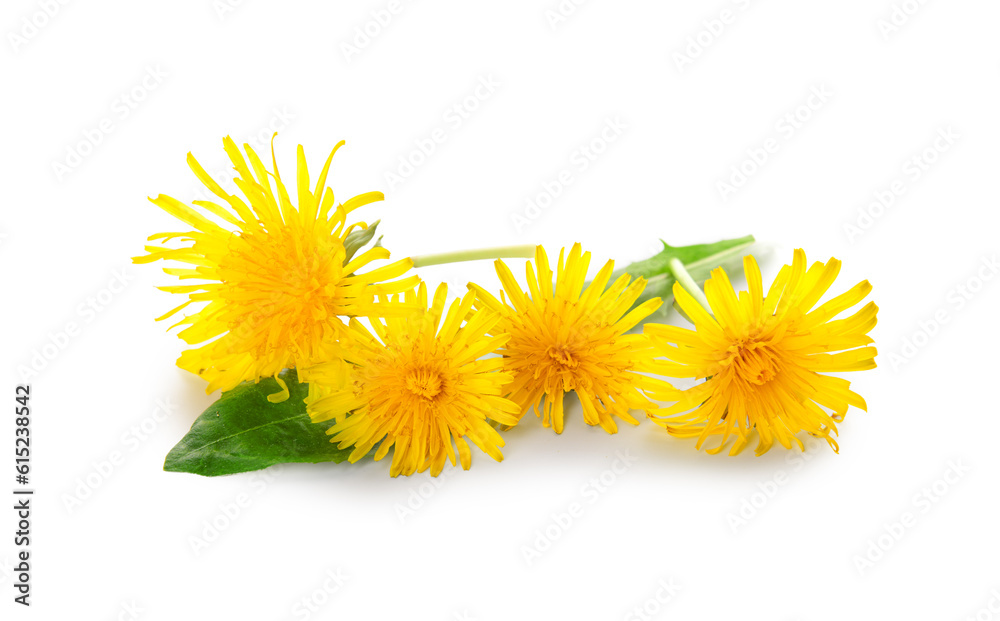 Yellow dandelion flowers on white background