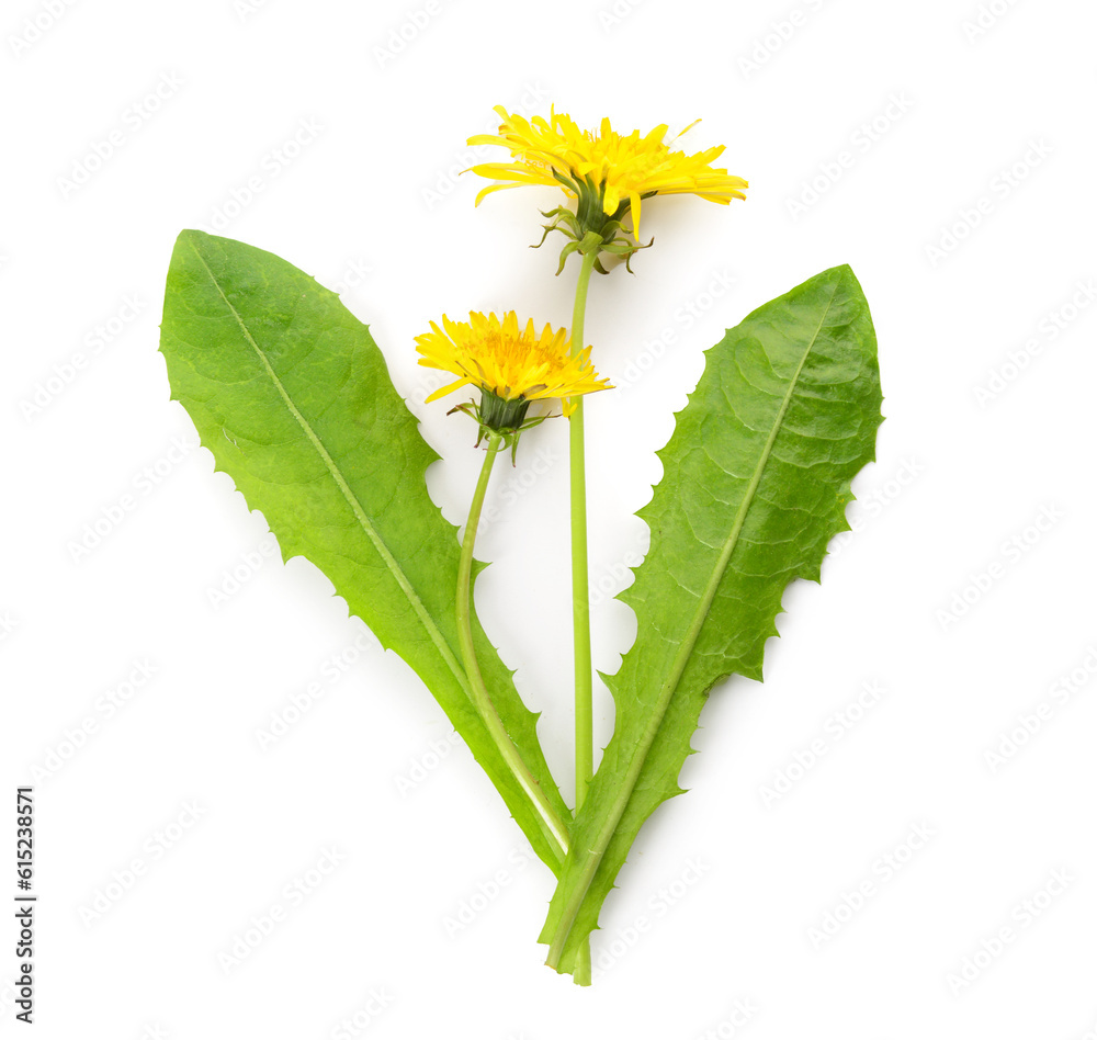 Yellow dandelion flowers and leaves on white background