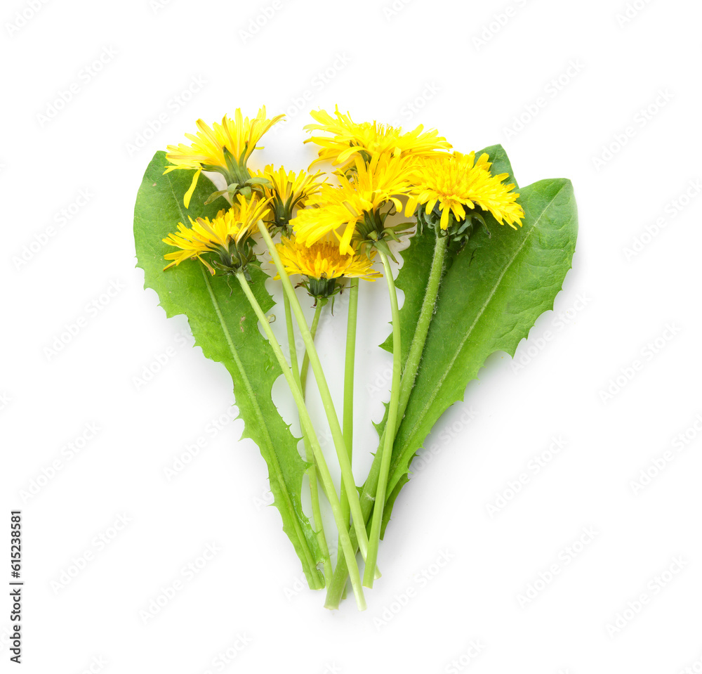 Yellow dandelion flowers and leaves on white background