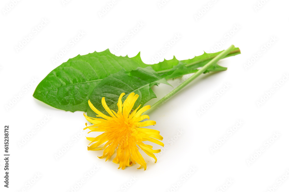 Beautiful dandelion flower with leaves on white background