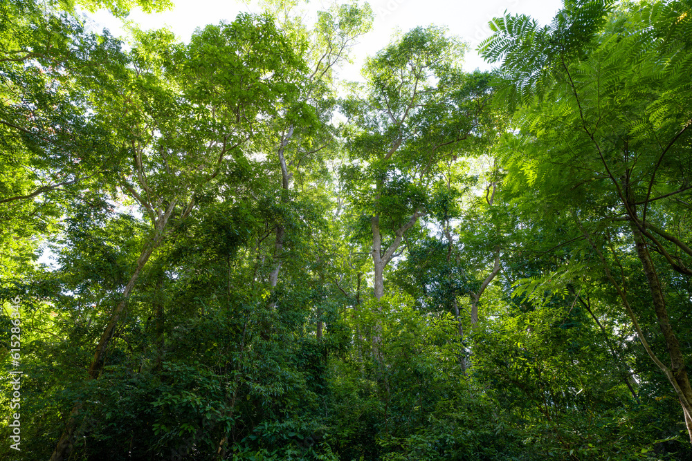 Bottom view of tree trunk to green leaves of tree in tropical forest with sunlight. Fresh environmen