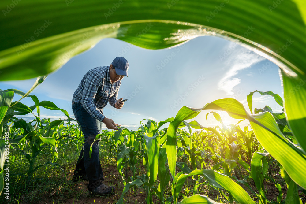 Agriculture, Farmer are working in young green corn growing on the field at sun rises in the morning