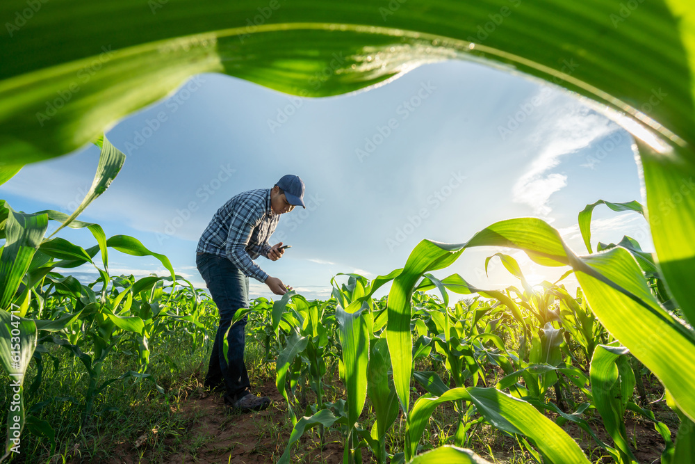 Agriculture of Asian farmer using mobile phone to check fresh green corns sprouts in soil of maize 