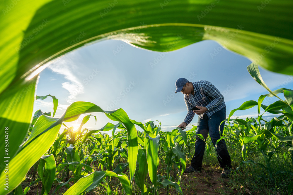 Agriculturist utilize the core data network in the Internet from the mobile to validate growing corn