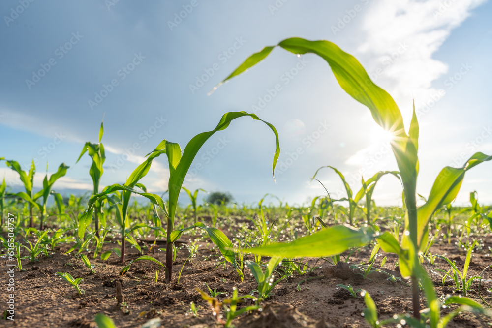 Agriculture of Young green corn growing on the field at sun rises in the morning. Growing young gree