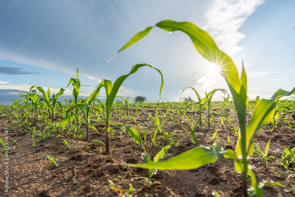 Agriculture of Fresh green corns sprouts in soil of maize in spring on the field, Growing young gre