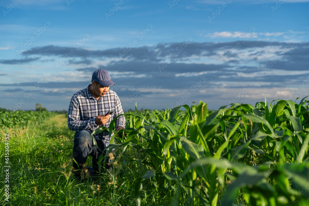 Asian young farmer working on cropping data analysis by mobile and flare light morning in growing gr