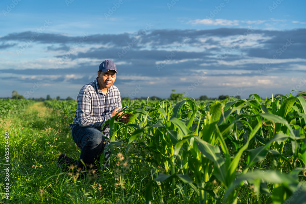 Asian young farmer in corn field works with mobile phone in growing green corn fields. Agriculture c