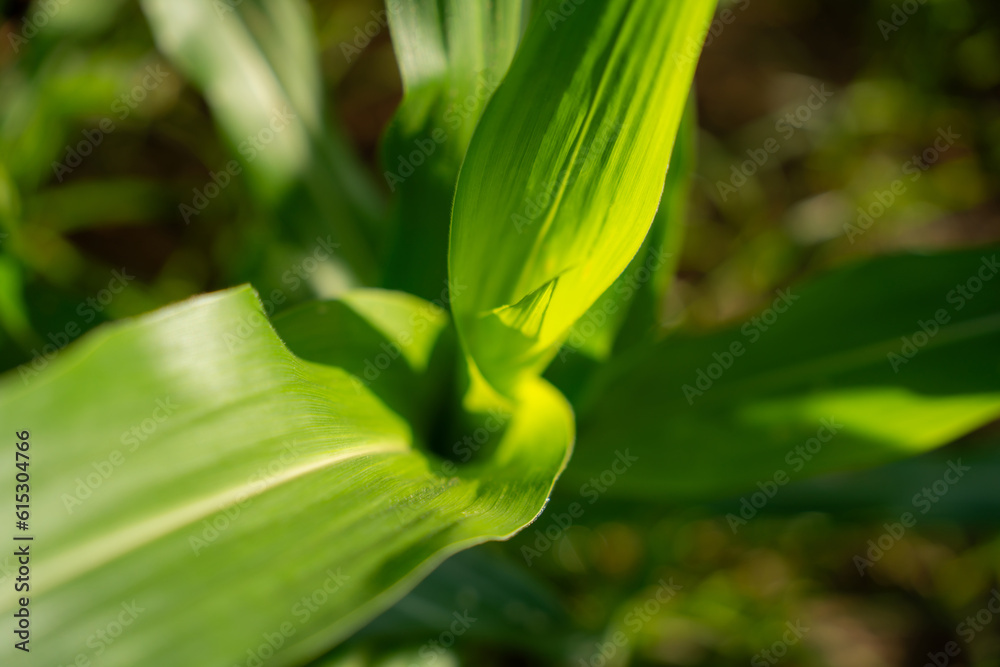 Agriculture of Fresh green corns sprouts in soil of maize in spring on the field.